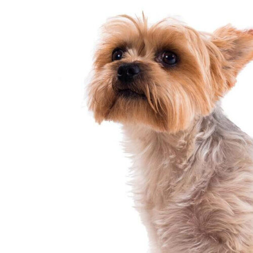 Things To Consider Before Buying A Teacup Yorkie In A Sale